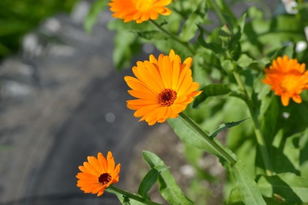 Calendula officinalis