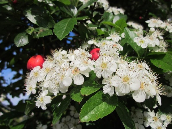 Crataegus